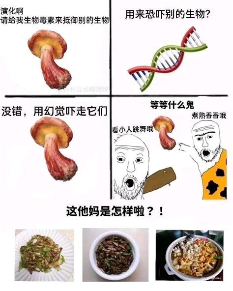 澳洲蜘蛛梗圖|土澳刻板印象梗图（Meme）集锦（组图） 